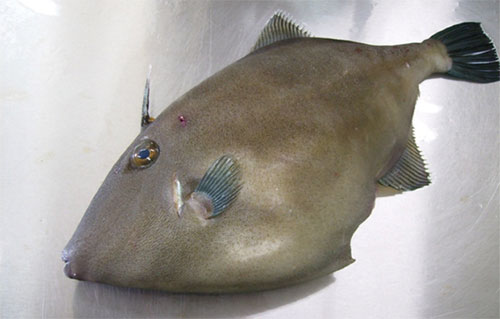 ウマヅラハギ 馬面剥 魚の生態 海水編 房総爆釣通信