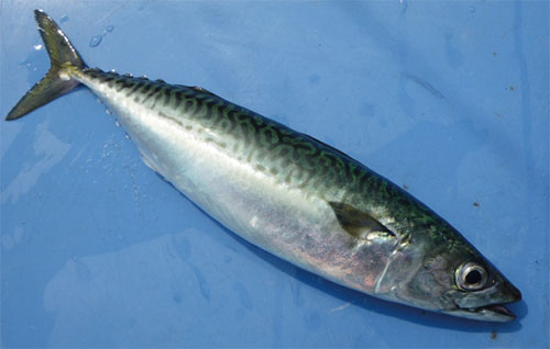 マサバ 真鯖 魚の生態 海水編 房総爆釣通信