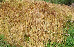 小麦収穫間近